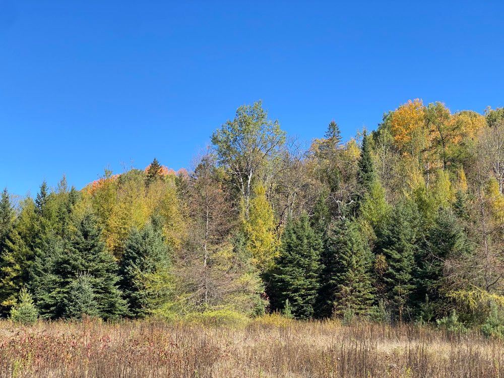 Fall colours and blue sky