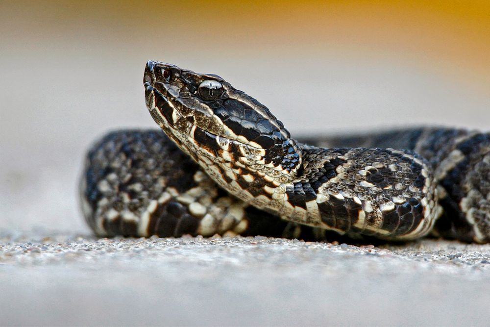 Water moccasin or cottonmouth aka the grouchyist snake in America. They just want to be left alone or admired from a distance. 