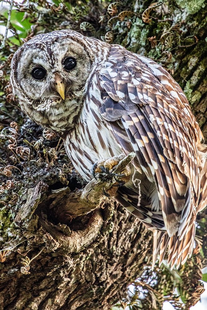 Barred Owl perched on a broken branch