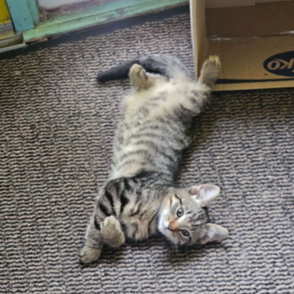 Kitten 