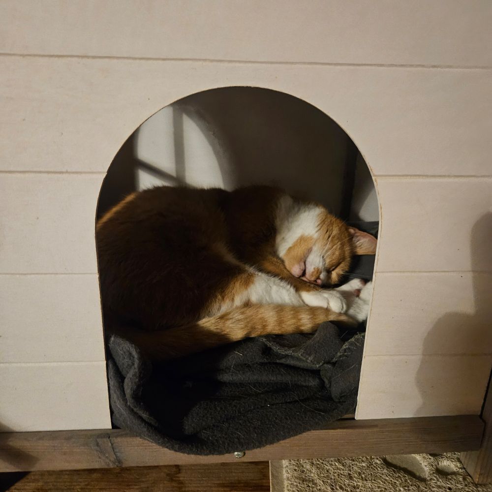 Zelfde kat, slaapt weer lekker verder. 