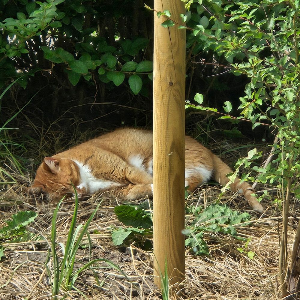 Sientje, de rode poes slaapt buiten in de schaduw
