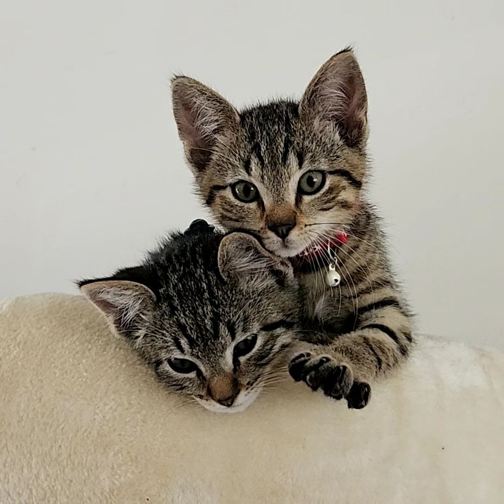 2 kittens