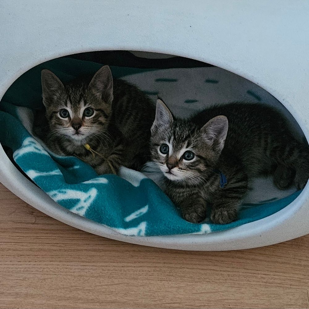 2 grijs cypers kittens