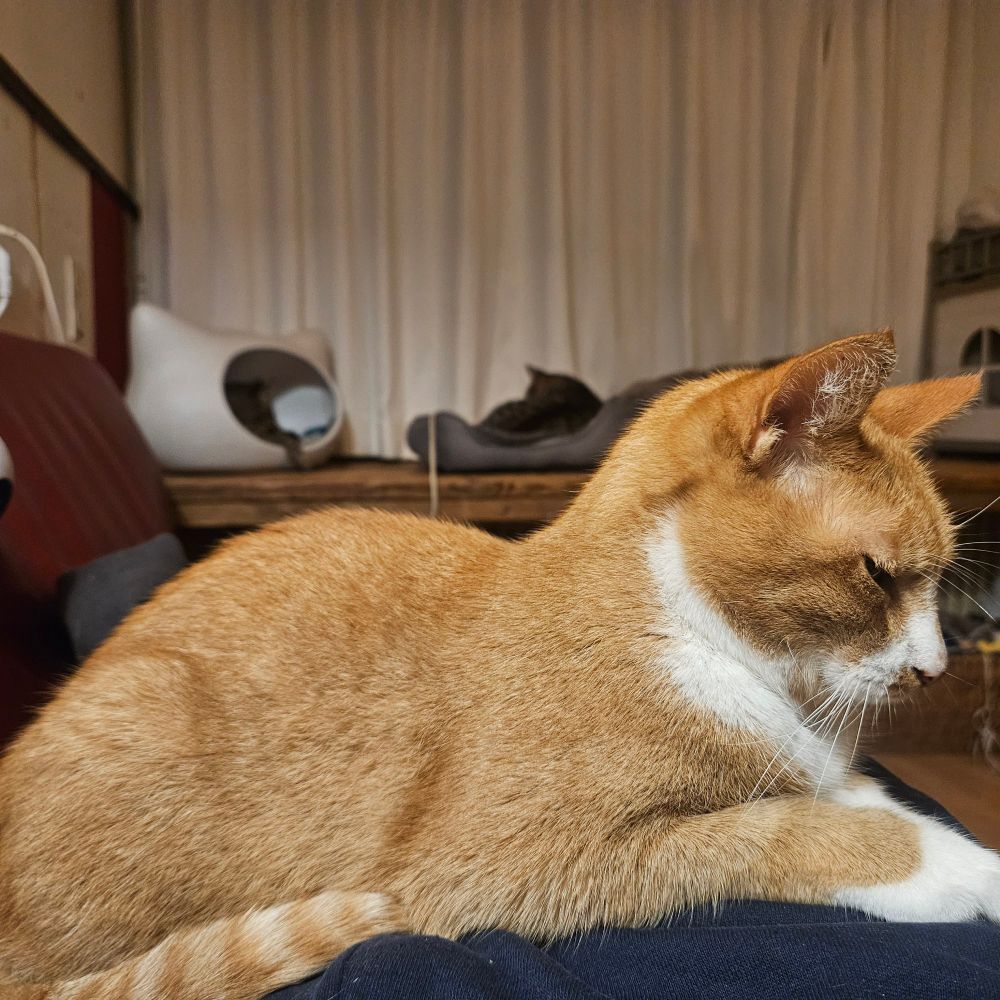 Even verhuist, nu ligt de rode op mijn buik (te knorren)