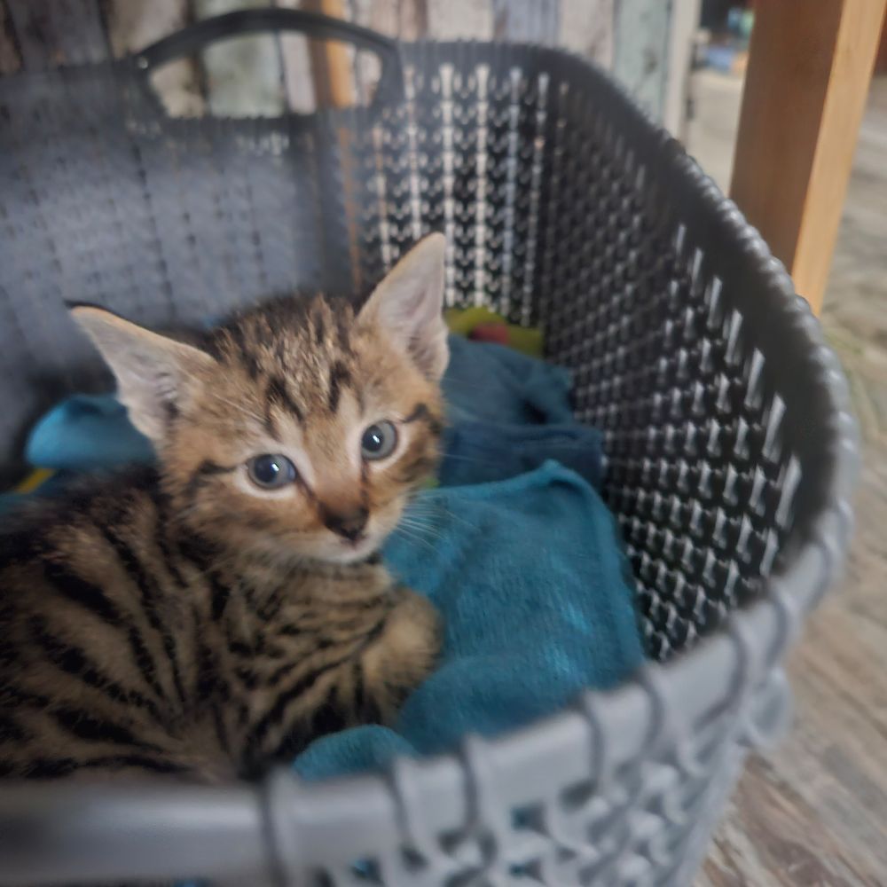 Otje, kitten van 7 weken