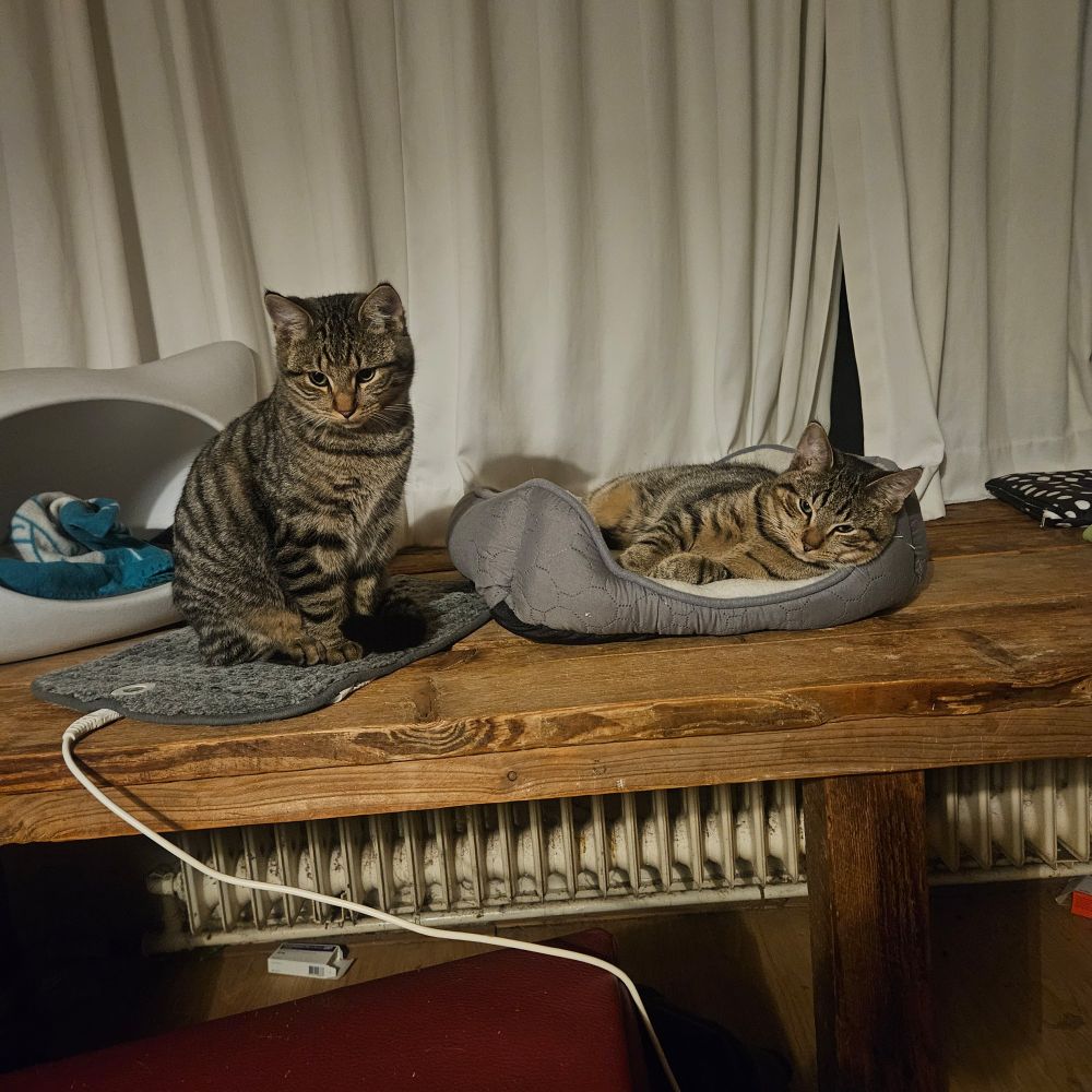 Twee kittens aan eentje zut op een verwarmd kleedje, de ander ligt in een stoffen mandje.