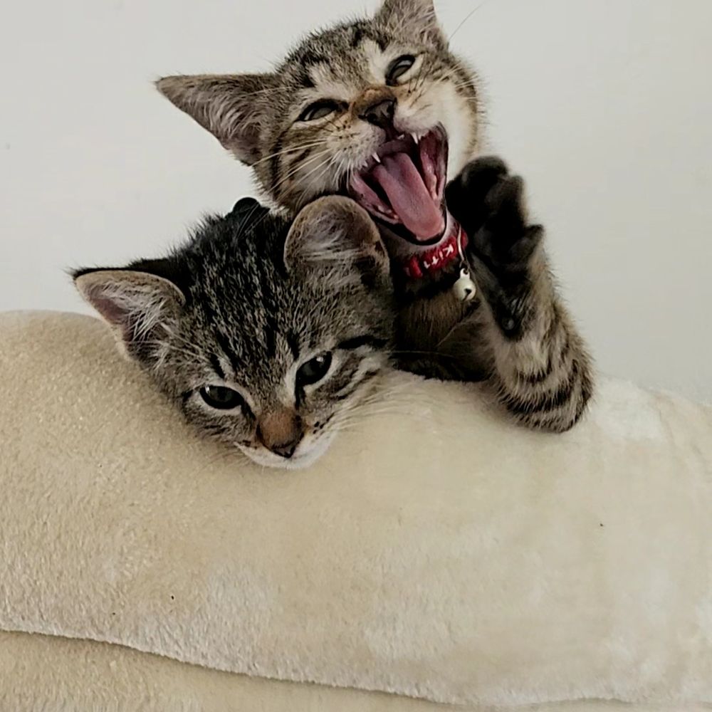 2 kittens, eentje gaapt