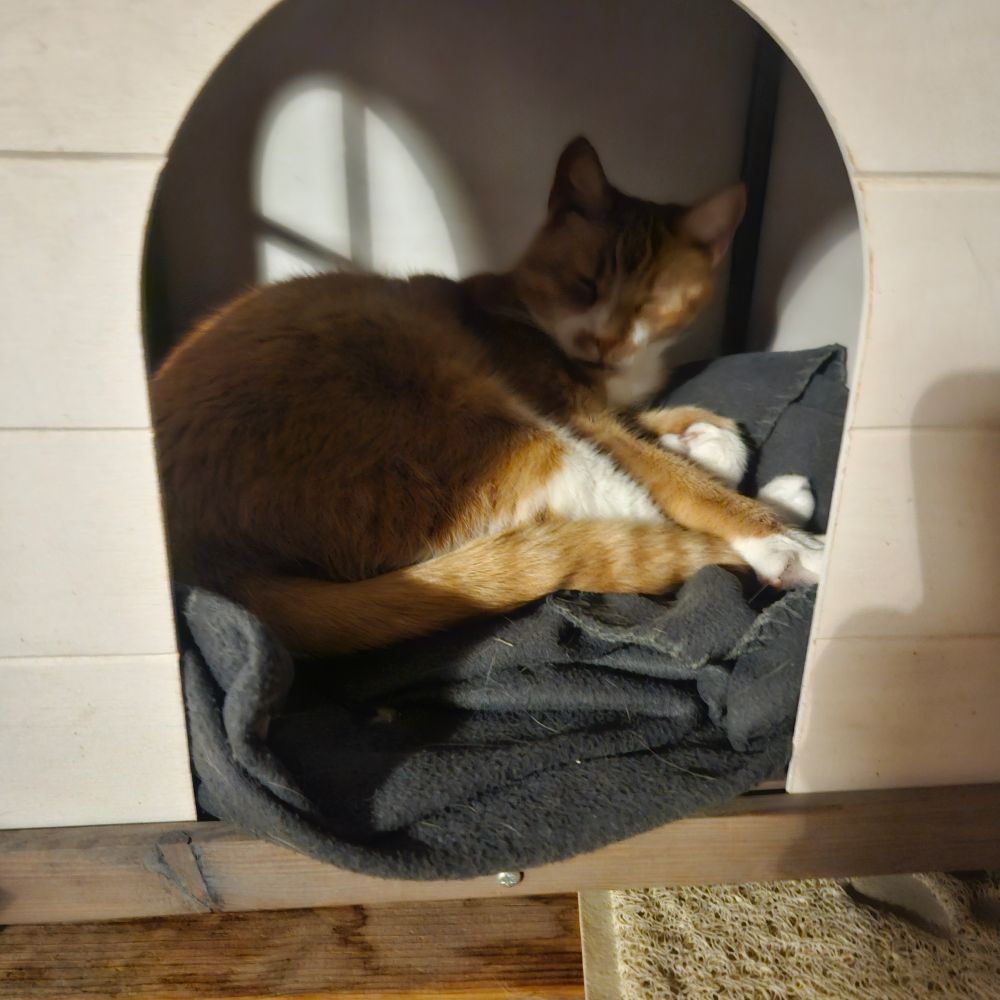 Rode kat in kattenhuisje