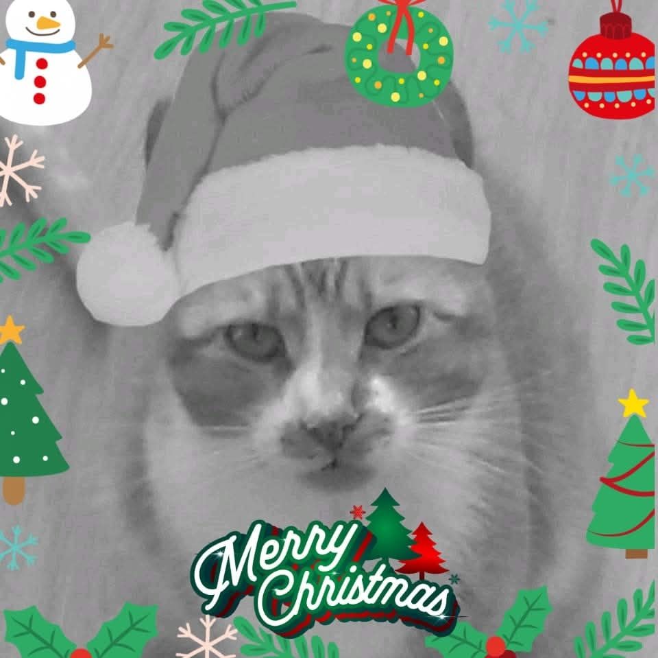 Kat met kerstmuts