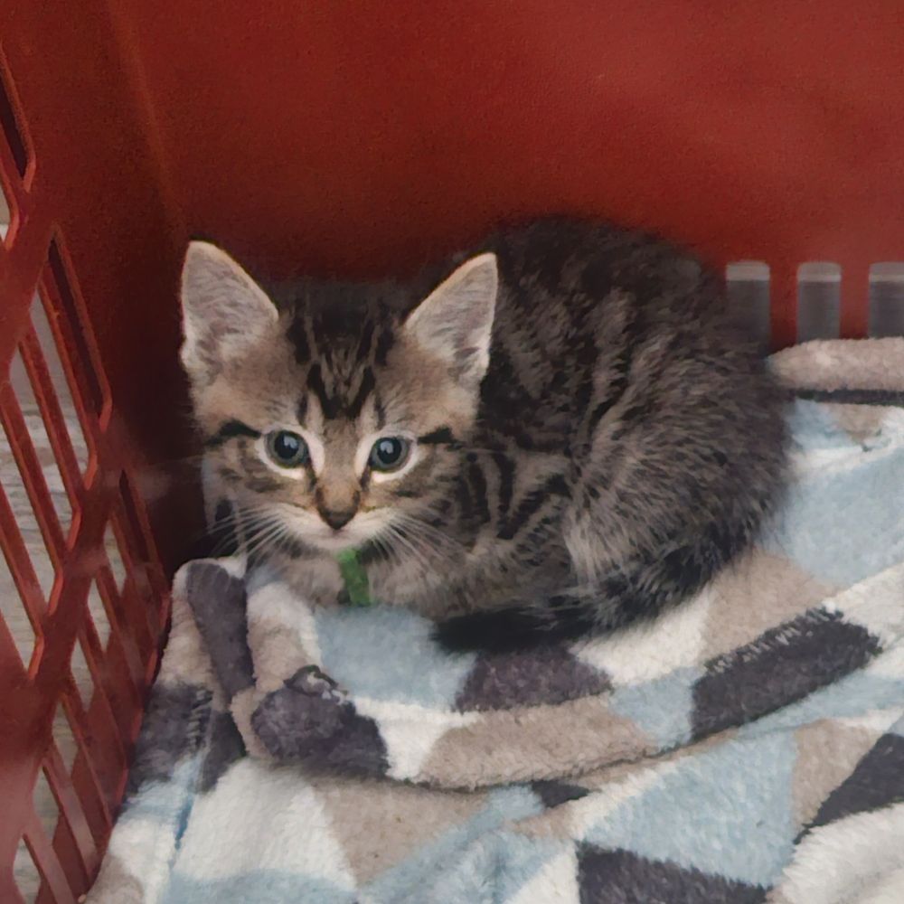 Broertje van Henk of Kees (Henk of Kees heeft een blauw bandjes, deze heeft een groene). 