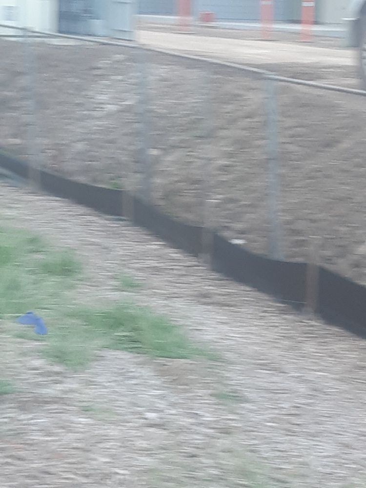 blurry blue bird flying near a building site