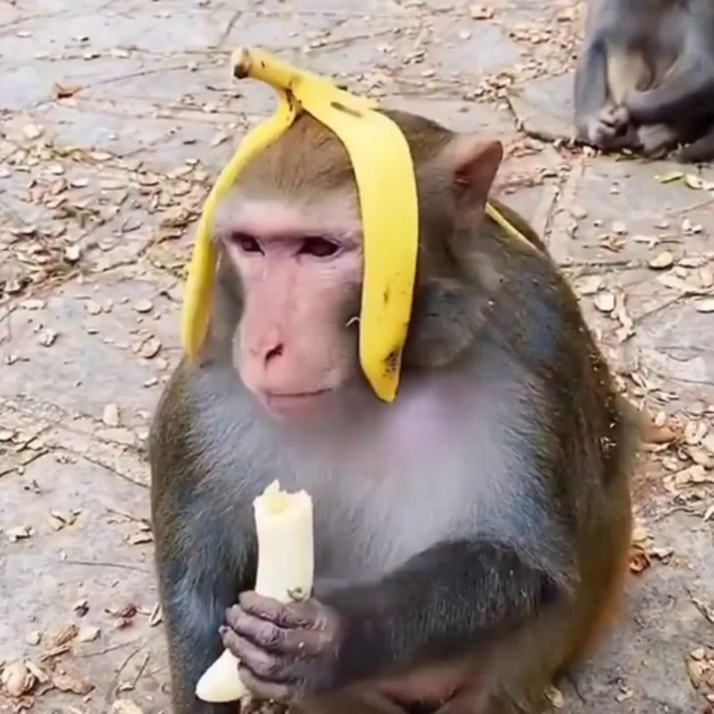 a monkey with a banana peel on its head holds a banana