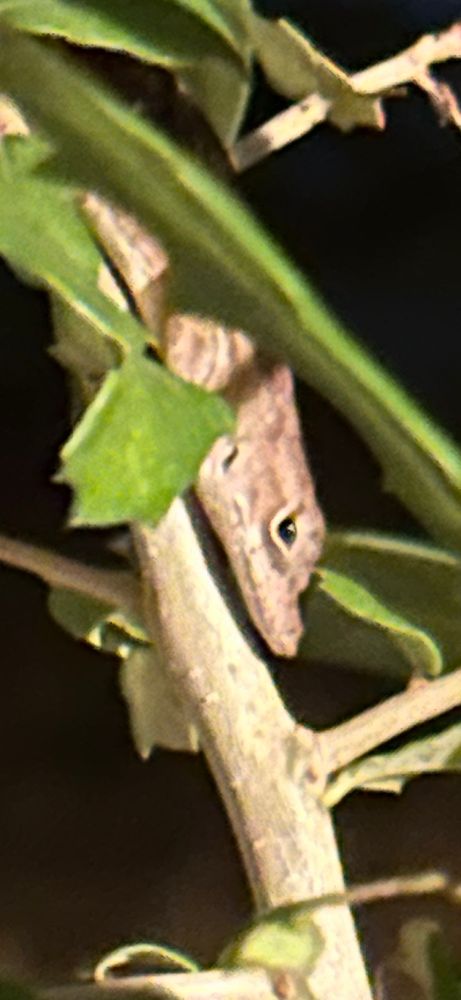 Brown anole nose down on a vertical oak sapling branch, looking at us with deep suspicion.