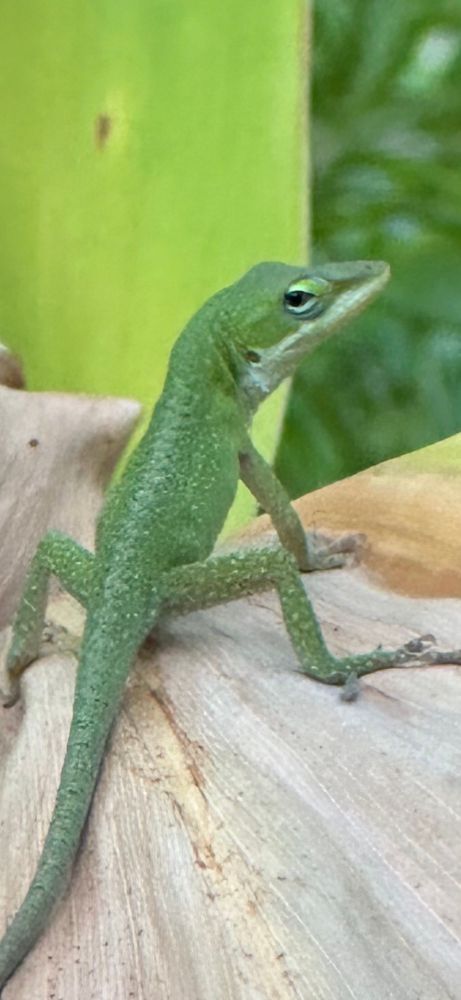 Juvenile green anole (possibly male) sits on a dried ginger leaf and looks back over his shoulder at us. 