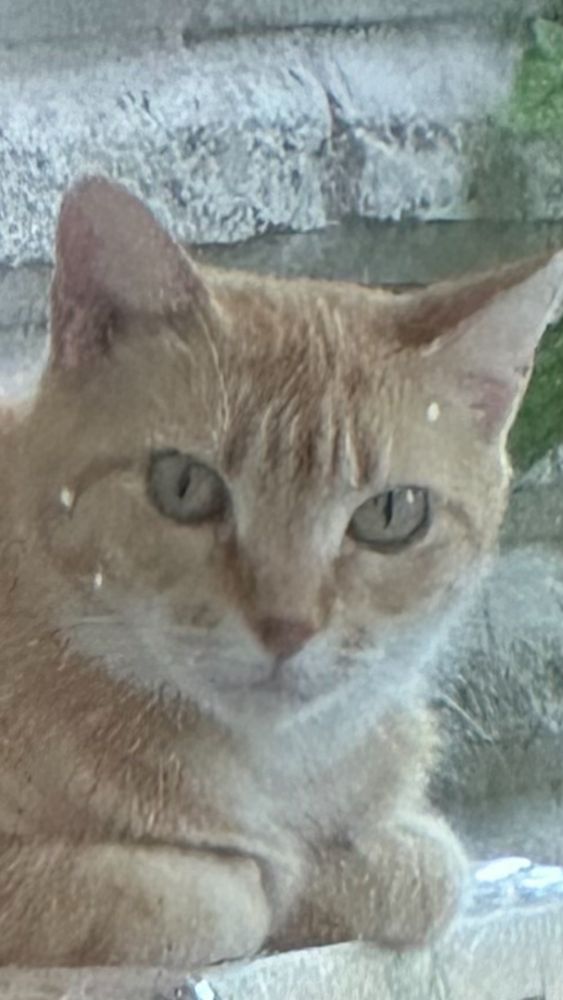 Shorthair orange cat named Gobblekins is loafing on top of her cardboard box on the patio, looking in the window at you.