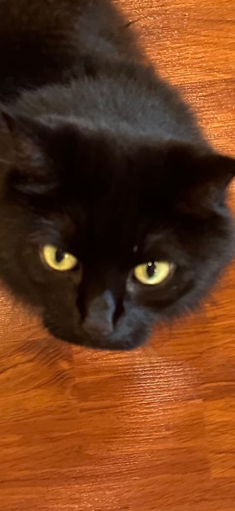 Fluffy black cat standing by your feet, looking up at you!