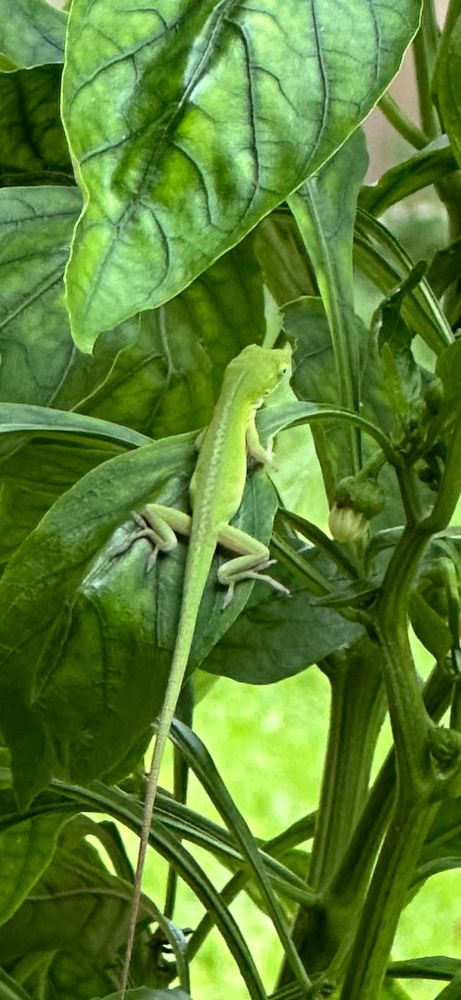Itty bitty baby green anole with her back to us on a pepper plant. She has a really long tail! 