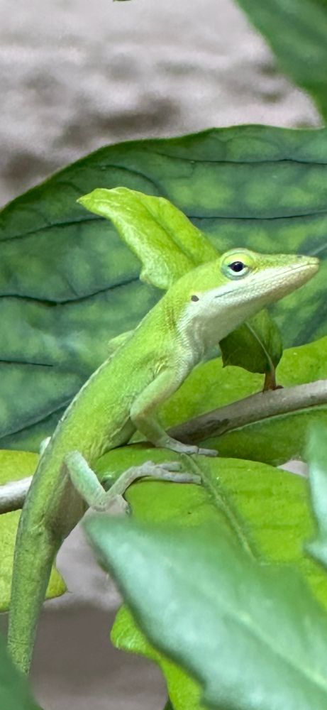 Itty bitty baby green anole I profile on an oak leaf, turning her head only slightly to look at us!