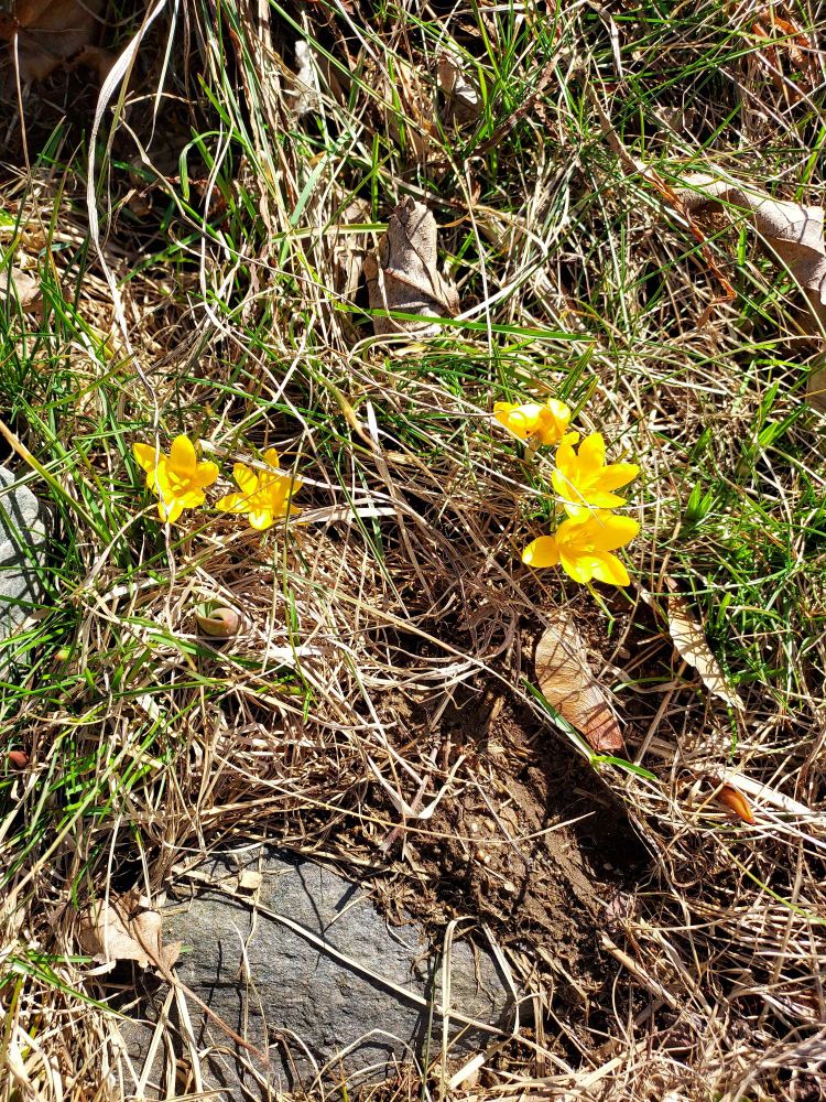 yellow crocuses opening in the sunshine