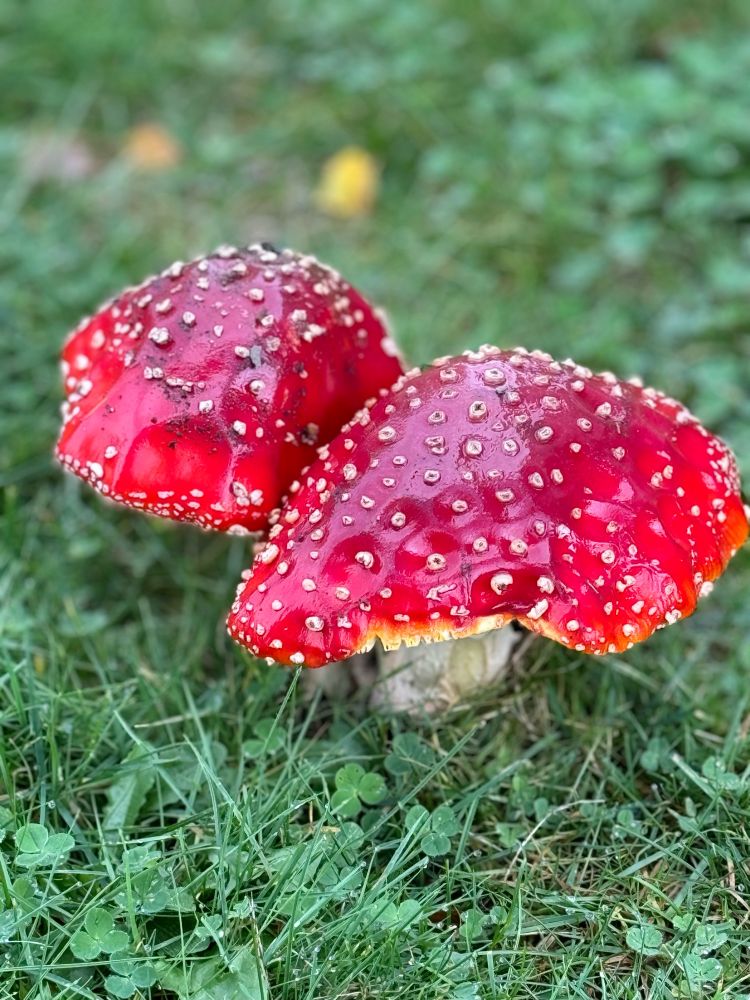 Photo of two fly agaric or fly amanita mushrooms on our lawn, growing very close together. They each have their signature bright red caps, white stalks, and white spots. Their caps are in the process of flattening, and together the two are approximately 6 inches across.