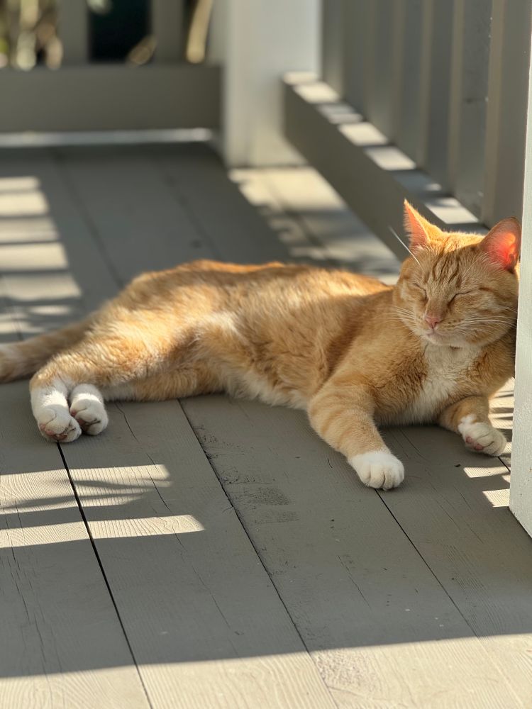 Charlie, an orange cat with white paws, eyes closed & napping in the shade on our front porch with his head resting against the porch railing. He is a neighbor’s cat, but he spends a lot of time visiting us.