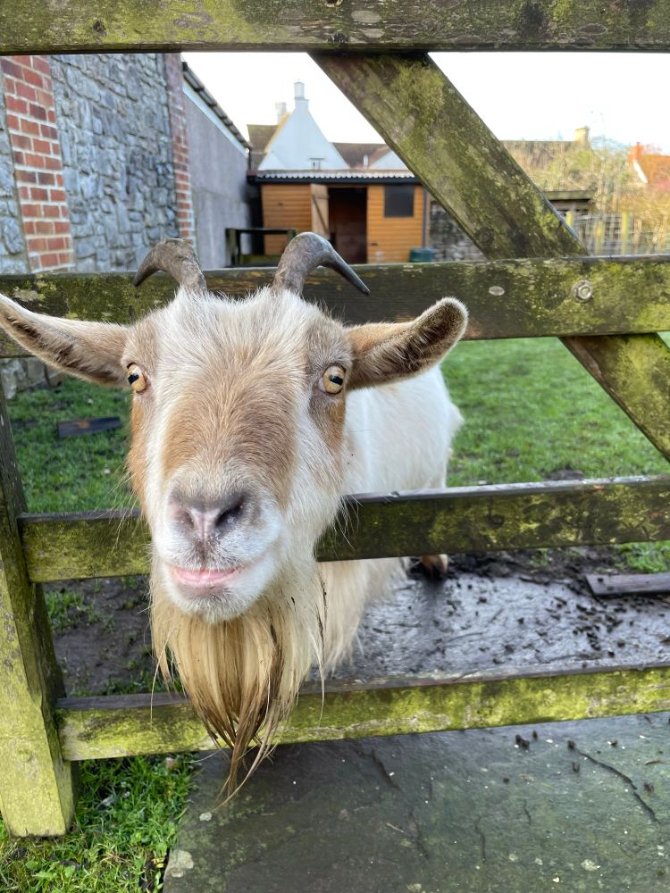 Goat poking her head through a fence