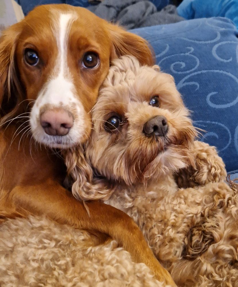 A cocker spaniel with her front leg/arm around her cavapoo brother. 