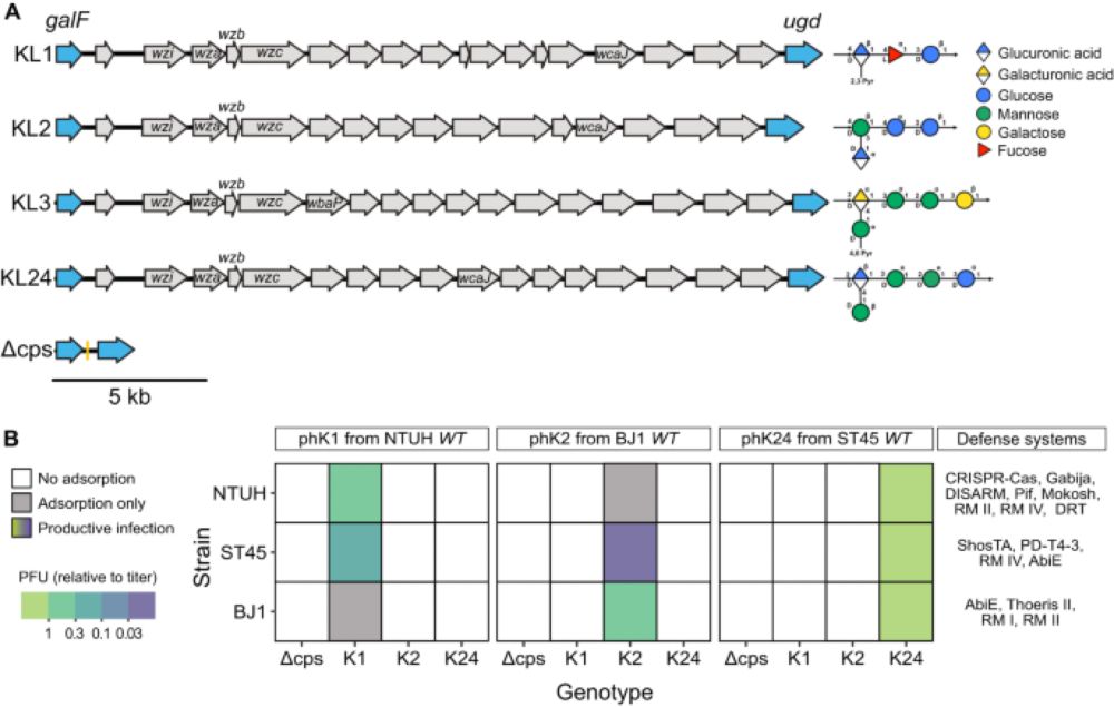 Capsules and their traits shape phage susceptibility and plasmid conjugation efficiency - Nature Communications