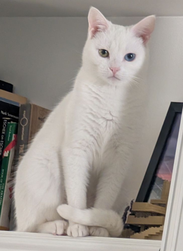 White cat sitting on book shelf looking mischievous. 