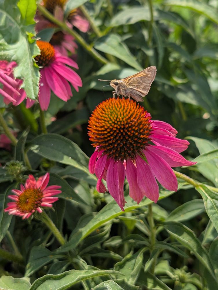 Insect on flower. 