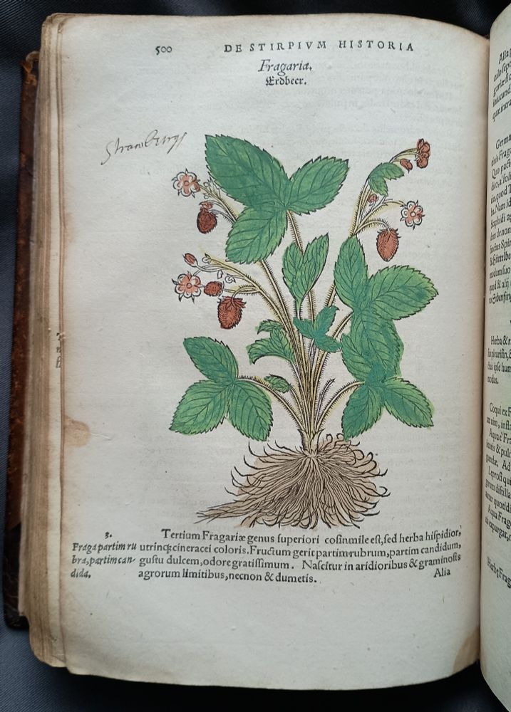 16th century book open to a page with hand-coloured woodcut of strawberries