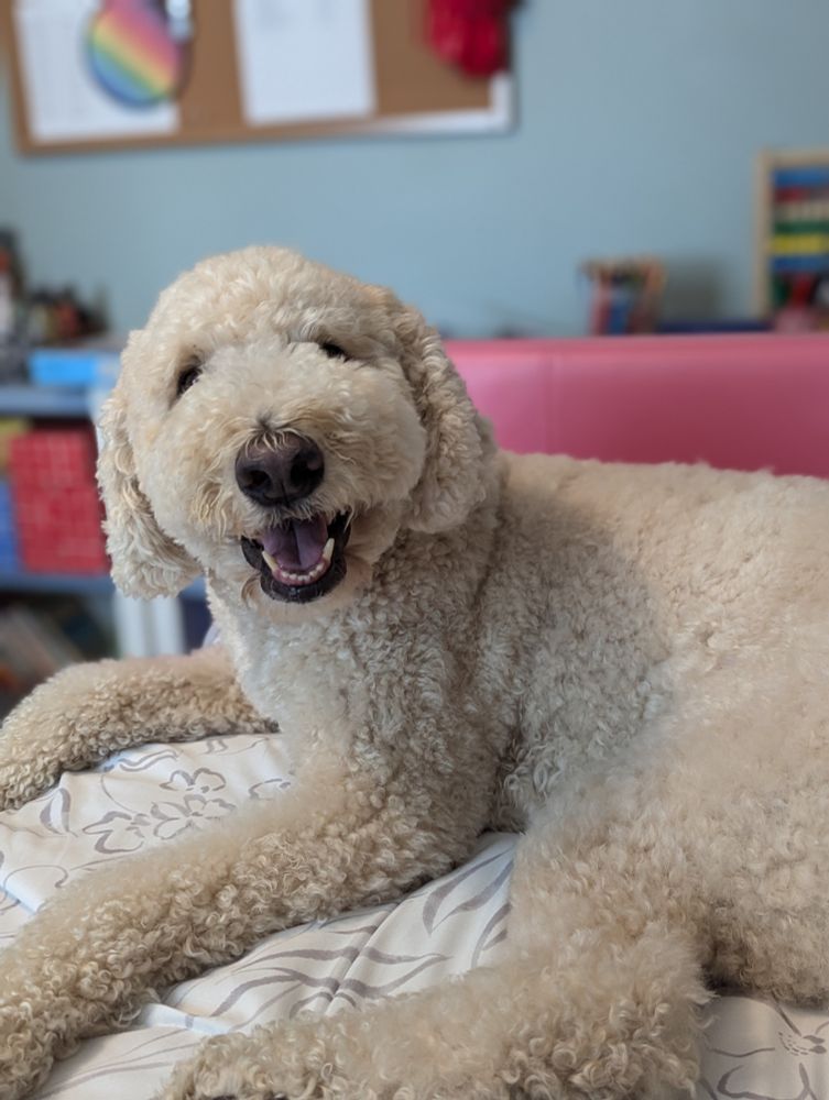 A white golden doodle laying down on a daybed, the dog is facing the camera with an open mouth and appears to be smiling