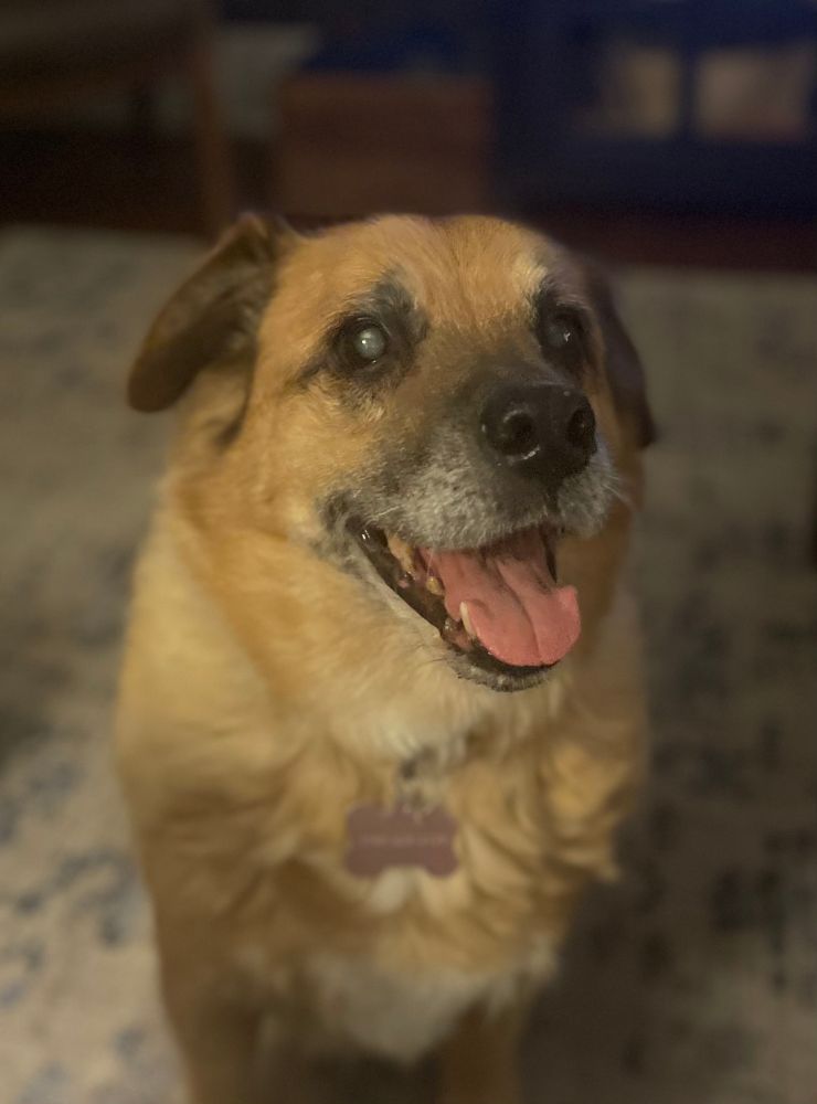A dog sitting looking at the camera. The dog's coloring is yellow to light russet, with the dark fur around his muzzle turning white from age. His mouth is open, looking like a wide smile. 