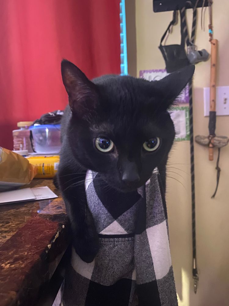 Black cat laying on the back of a chair 