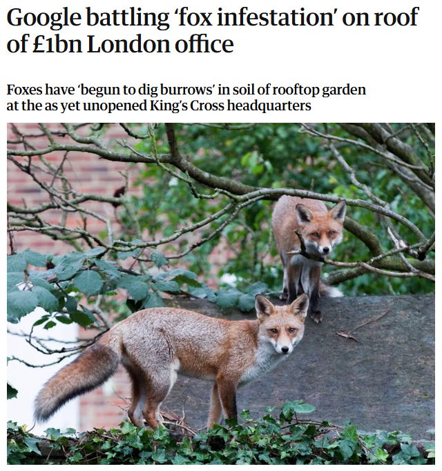 Headline from the guardian over an image of two foxes:
"Google battling ‘fox infestation’ on roof of £1bn London office

Foxes have ‘begun to dig burrows’ in soil of rooftop garden at the as yet unopened King’s Cross headquarters"