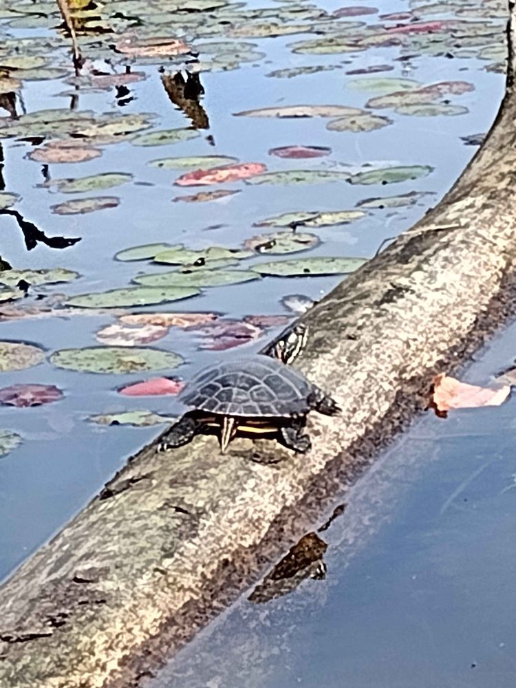 A cool donut sized turtle on a little log.