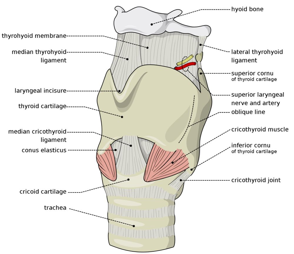 diagram of a human larynx