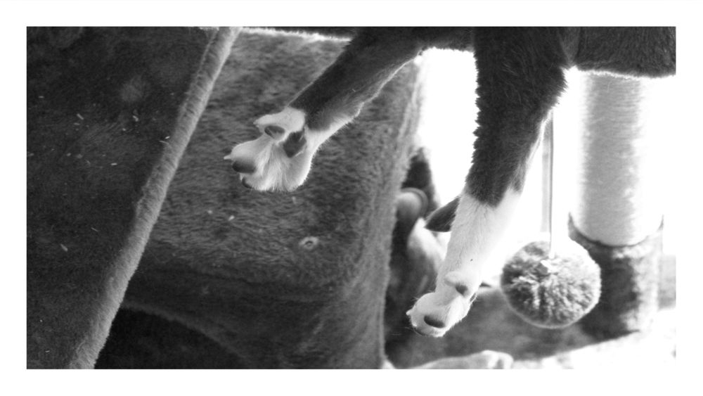 Black and white photograph of stretched out cat feet