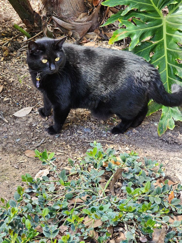 Black cat outside with yellow eyes and large girth. 