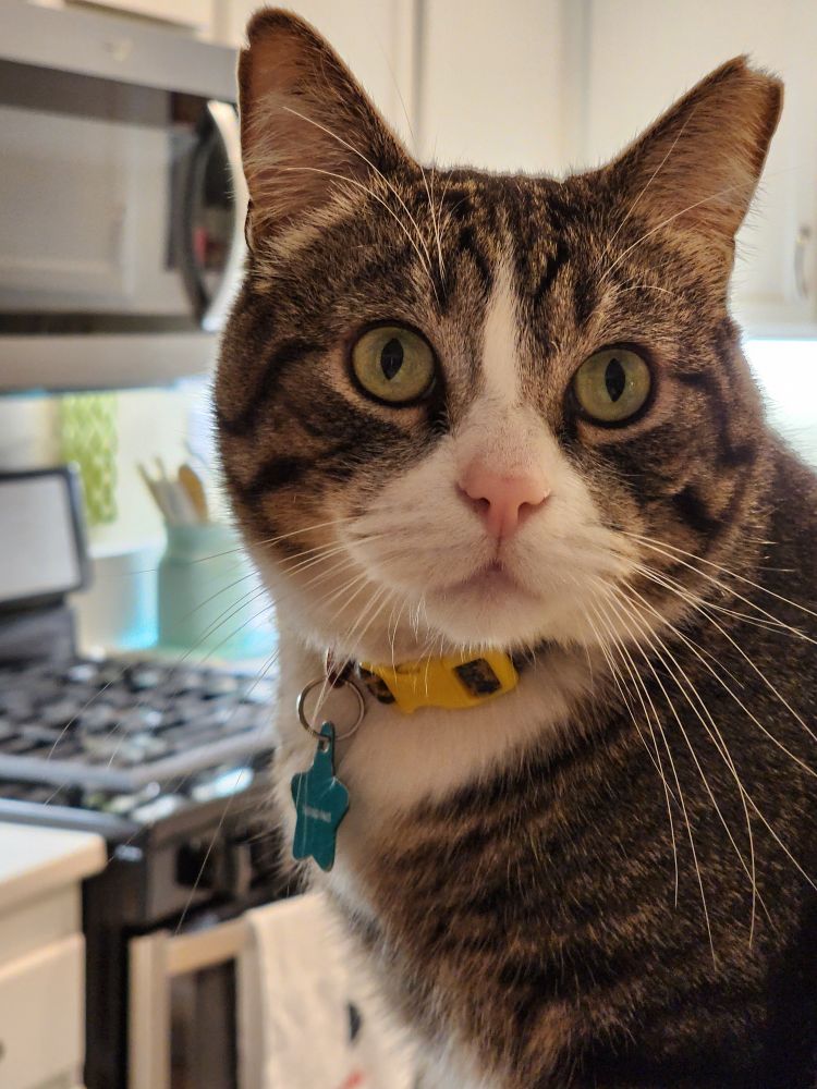 Picture of tabby cat.