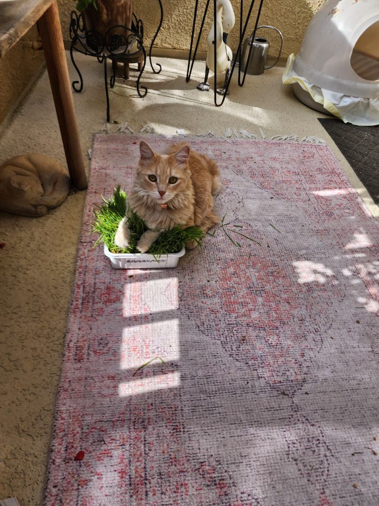 Golden colored fluffy cat laying with front paws on container of grass.
