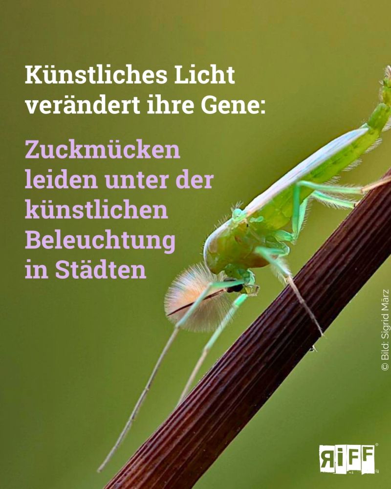 Eine grüne Zuckmücke mit buschigen Fühlern sitzt auf einem braunen Grashalm. Dazu der Text:Zuckmücken leiden unter der künstlichen Beleuchtung in Städten 