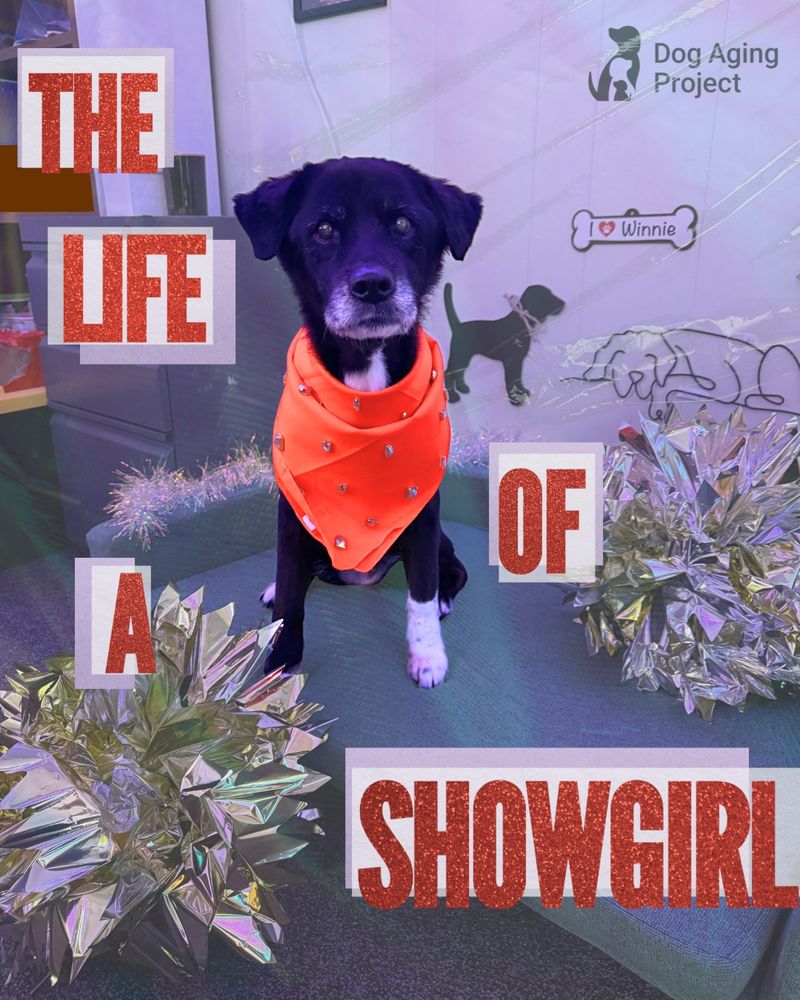 The Life of a Showgirl: Black dog with a bedazzled orange bandana (Dog Aging Project logo top right corner)