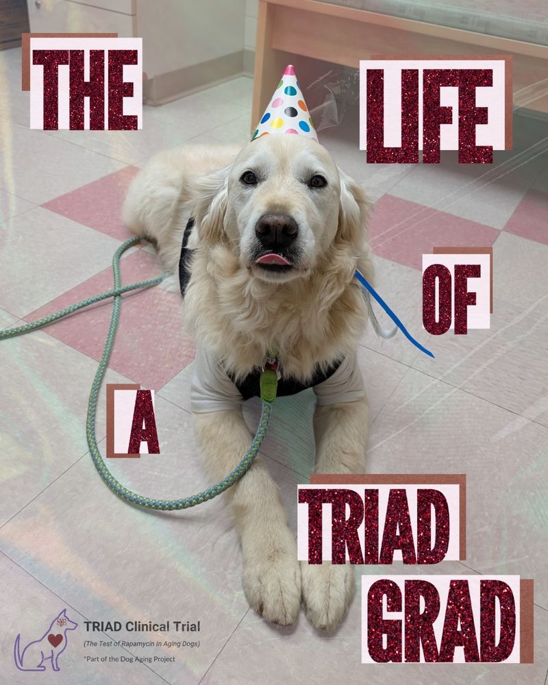 The Life of a TRIAD Grad: white big dog wearing a party hat (TRIAD logo, bottom left corner)