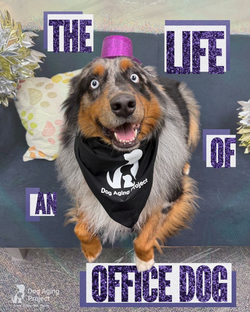 The Life of an Office Dog: Fluffy dog wearing a purple top hat with the Dog Aging Project Black Bandana (Dog Aging Project logo, bottom left corner)