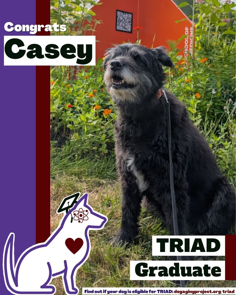Graphic of our TRIAD Grad Casey, a black fluffy dog. Text reads, Congrats, Casey. TRIAD Graduate. Find out if your dog is eligible for TRIAD: dogagingproject.org/triad