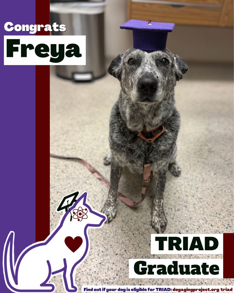 Picture of Freya, a dog, who recently graduated from the TRIAD program. She is wearing a purple graduation hat.