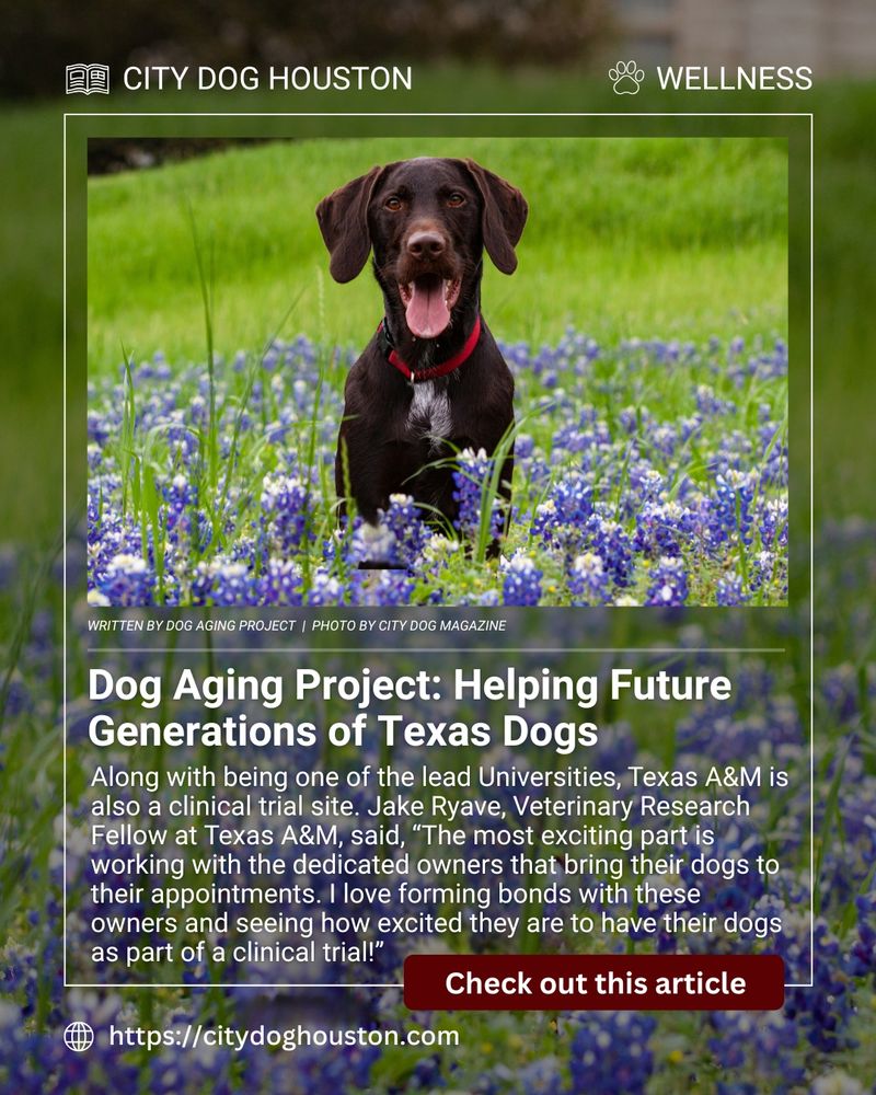 Graphic for City Dog Magazine Article - Dog Aging Project: Helping Future Generations of Texas Dogs. The center has a picture of a brown dog in a bluebonnet field. Learn more at citydoghouston.com  