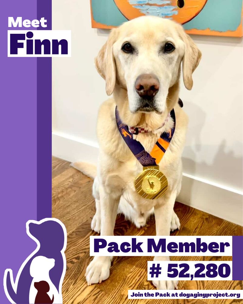 Pack Spotlight of Pack Member Finn (a Labrador Retriever wearing a gold medal) - Pack Member #52,280 - join the pack at dogagingproject.org